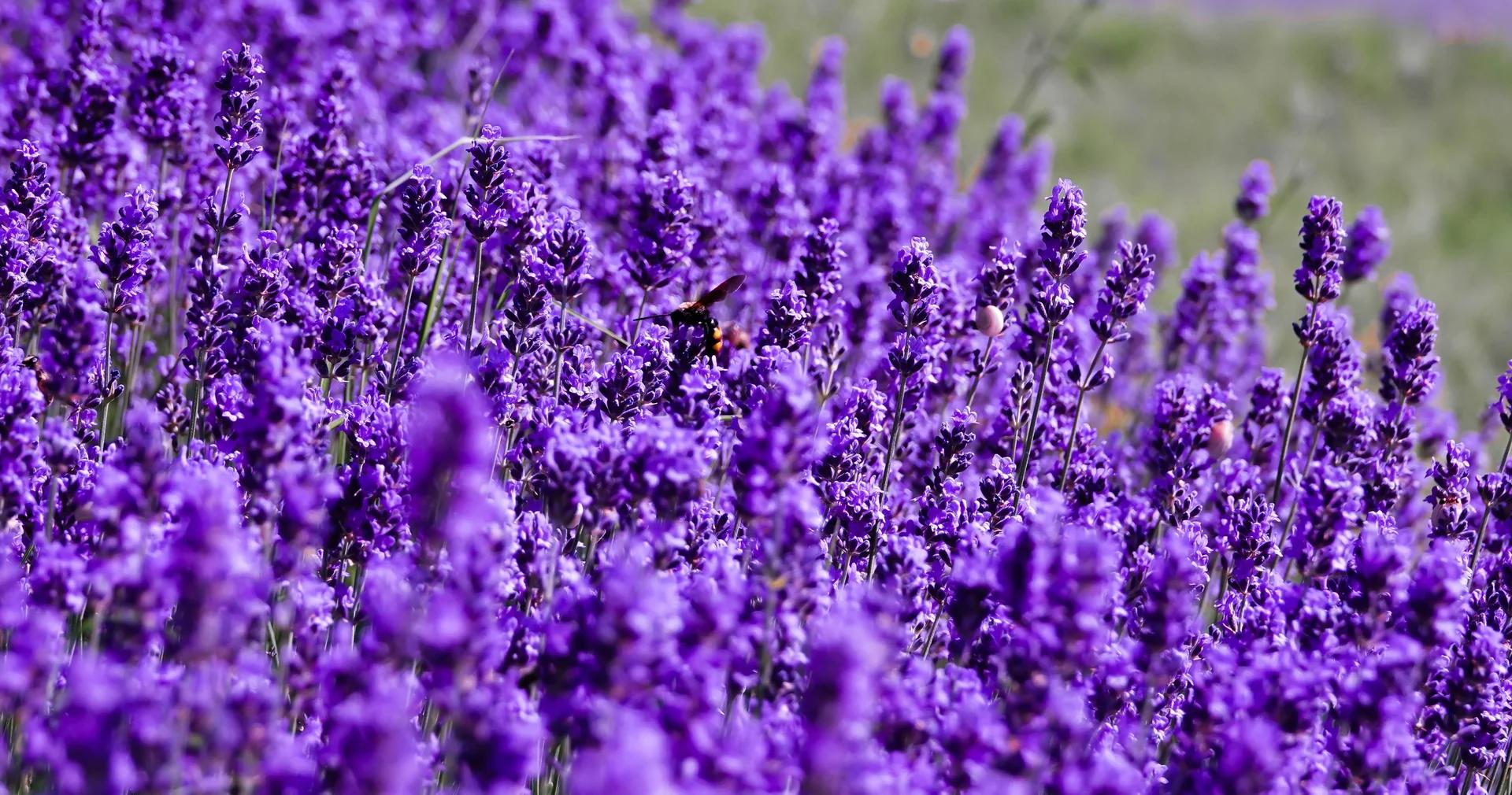 Lavender Day